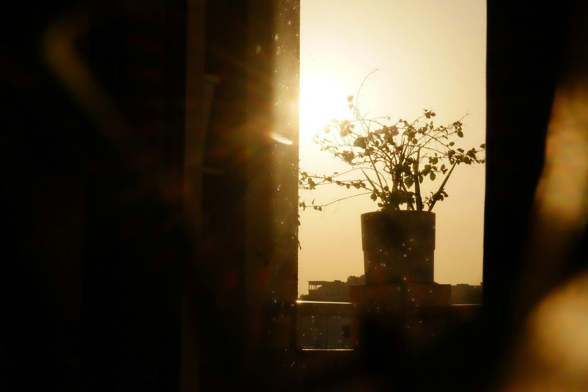Prise en charge de la dépression saisonnière Plante au soleil sur le rebord d'une fenêtre : s'exposer à la lumière du jour fait partie de la prise en charge